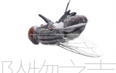 坠物之声「pdf-epub-mobi-txt-azw3」